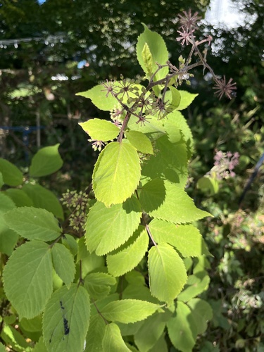 Aralia cordata observed 2026-10-20
