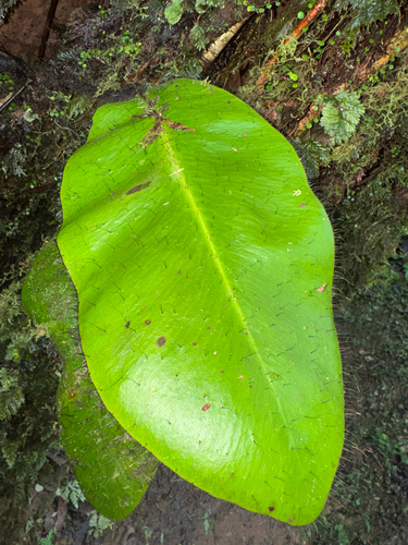 Elaphoglossum observed 2026-10-20