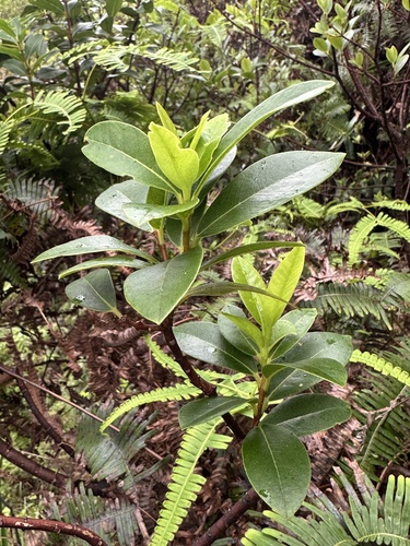 Wikstroemia oahuensis observed 2026-10-18