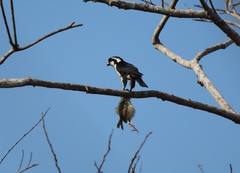 Microhierax fringillarius