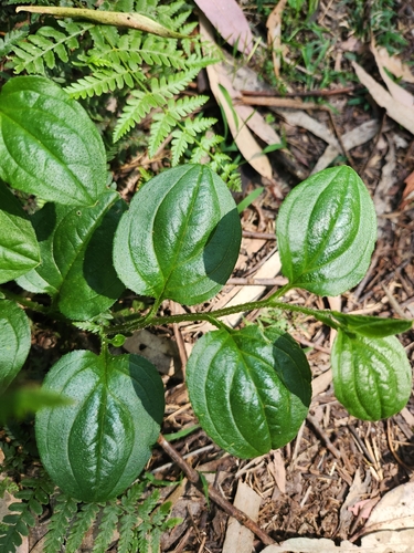 Hackelia latifolia, 2026-10-21