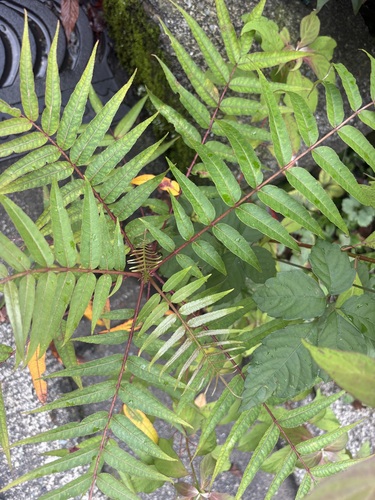 Zanthoxylum ailanthoides observed 2026-10-20