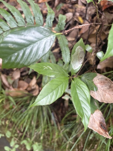 Quercus acuta observed 2026-10-20