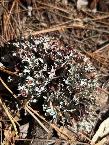 Platismatia tuckermanii observed 2026-10-19