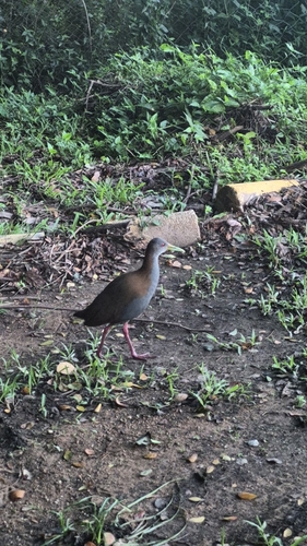 Slaty-breasted Wood-Rail