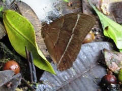 Parataygetis lineata