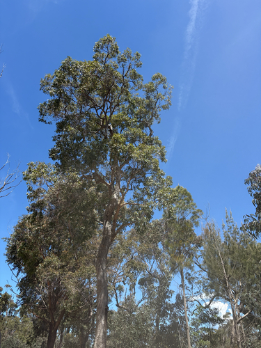 Angophora floribunda observed 2026-10-21