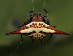 Gasteracantha versicolor