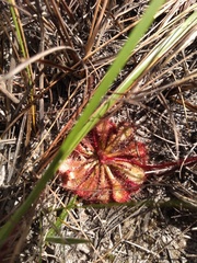 Drosera hirtella
