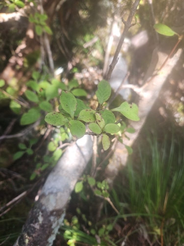 Coprosma foetidissima observed 2026-10-21