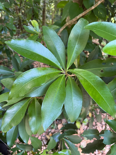 Ardisia sieboldii observed 2026-10-21
