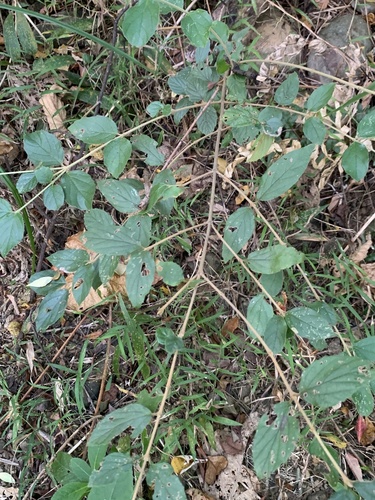 Viburnum luzonicum observed 2026-10-21