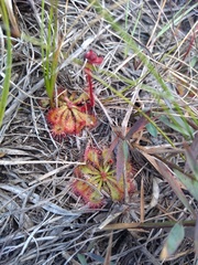 Drosera hirtella