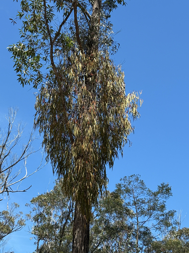 Amyema pendula observed 2026-10-21