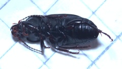 Anisodactylus binotatus