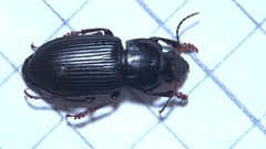 Anisodactylus binotatus