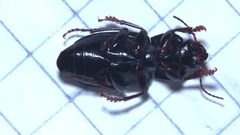 Anisodactylus binotatus