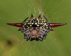 Gasteracantha versicolor