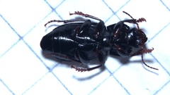 Anisodactylus binotatus