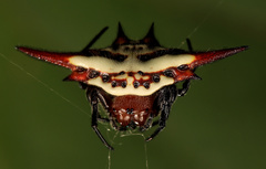 Gasteracantha versicolor