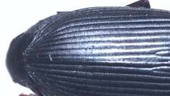 Anisodactylus binotatus