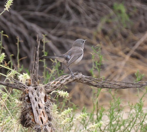 Black-tailed Gnatcatcher