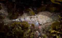 Thysanophrys cirronasus