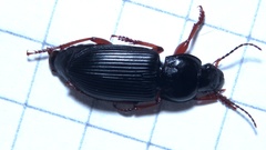Anisodactylus binotatus