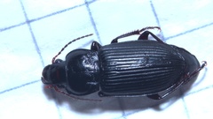 Anisodactylus binotatus