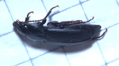 Anisodactylus binotatus