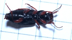 Anisodactylus binotatus