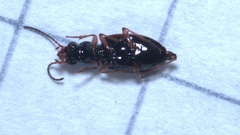 Bembidion articulatum