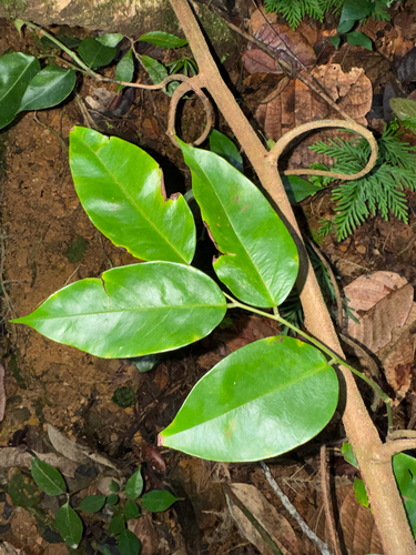 Dalbergia ovalis, 2026-10-20