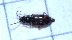 Bembidion articulatum