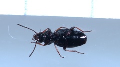 Bembidion lampros