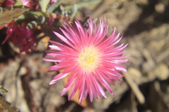 Lampranthus multiradiatus