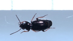Bembidion lampros