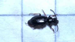 Bembidion lampros