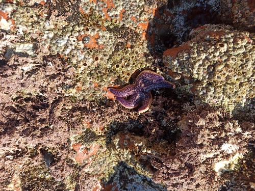 Asterias amurensis observed 2026-10-17
