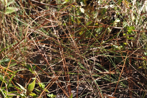 Gymnopogon ambiguus, 2026-10-18