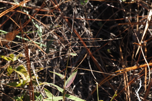 Gymnopogon ambiguus, 2026-10-18