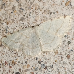 Stegania trimaculata