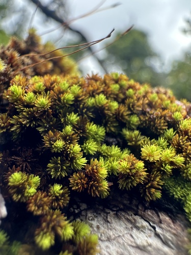 Macromitrium observed 2026-10-18