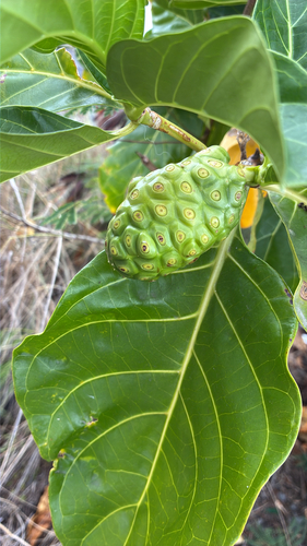 Morinda citrifolia observed 2026-10-20