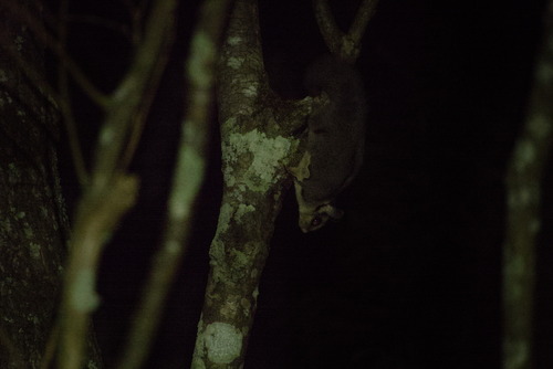 Petaurus breviceps observed 2026-10-20