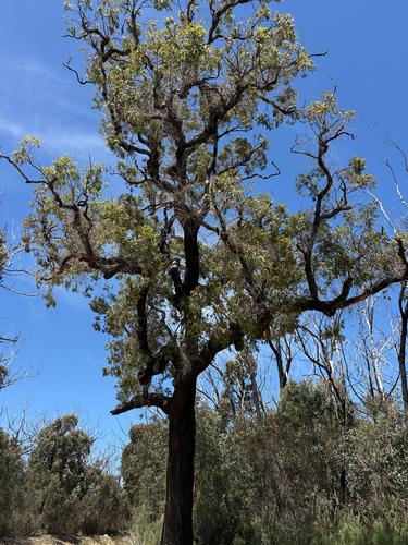 Angophora floribunda observed 2026-10-21