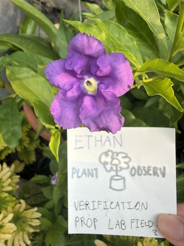 Brunfelsia uniflora observed 2026-10-21