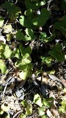 Dichondra occidentalis