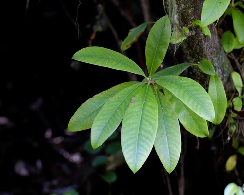 Rhododendron macrophyllum, 2026-10-19