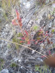 Drosera chrysolepis
